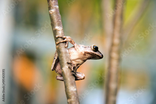 Litoria ewingii