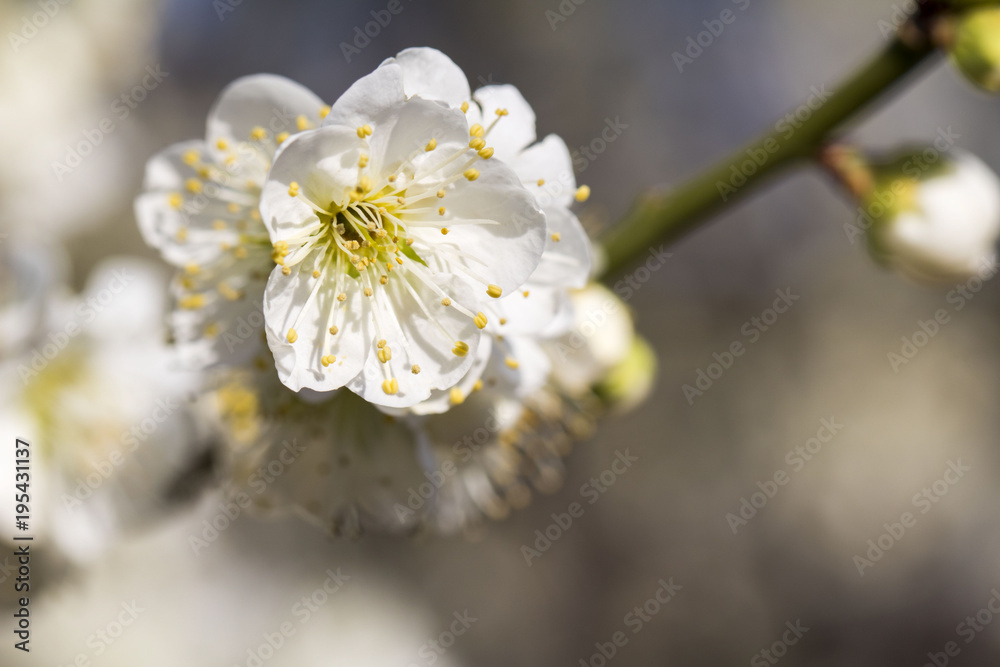 Beautiful plum Flower in spring