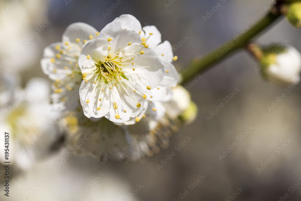 Beautiful plum Flower in spring Beautiful plum Flower in spring