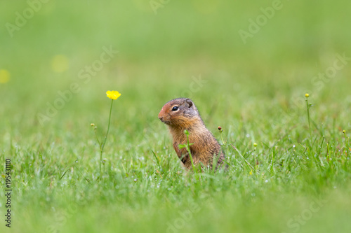 Richardson ground squirrel peering from burrow with yellow flowers on grass