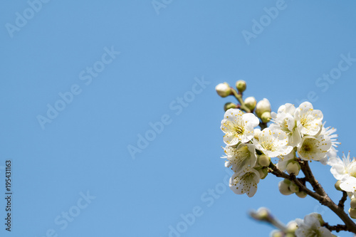 Beautiful plum Flower in spring