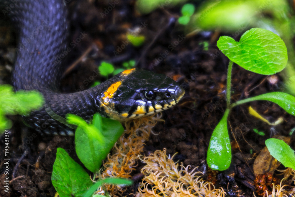 Obraz premium Snake among the green leaves. A black snake with yellow spots on its head crawls among the green grass.