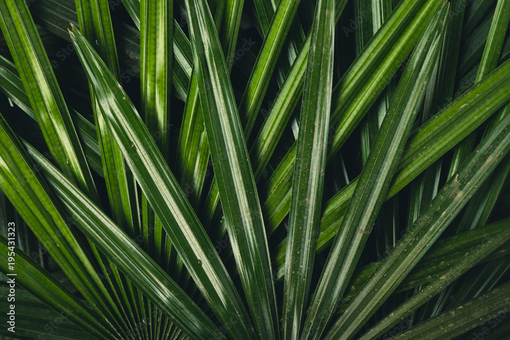 Leaves texture in nature green fresh blackground Leaves texture in nature green fresh blackground