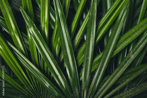 Leaves texture in nature green fresh blackground