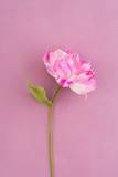 Single pink crepe paper peony on pink wooden background