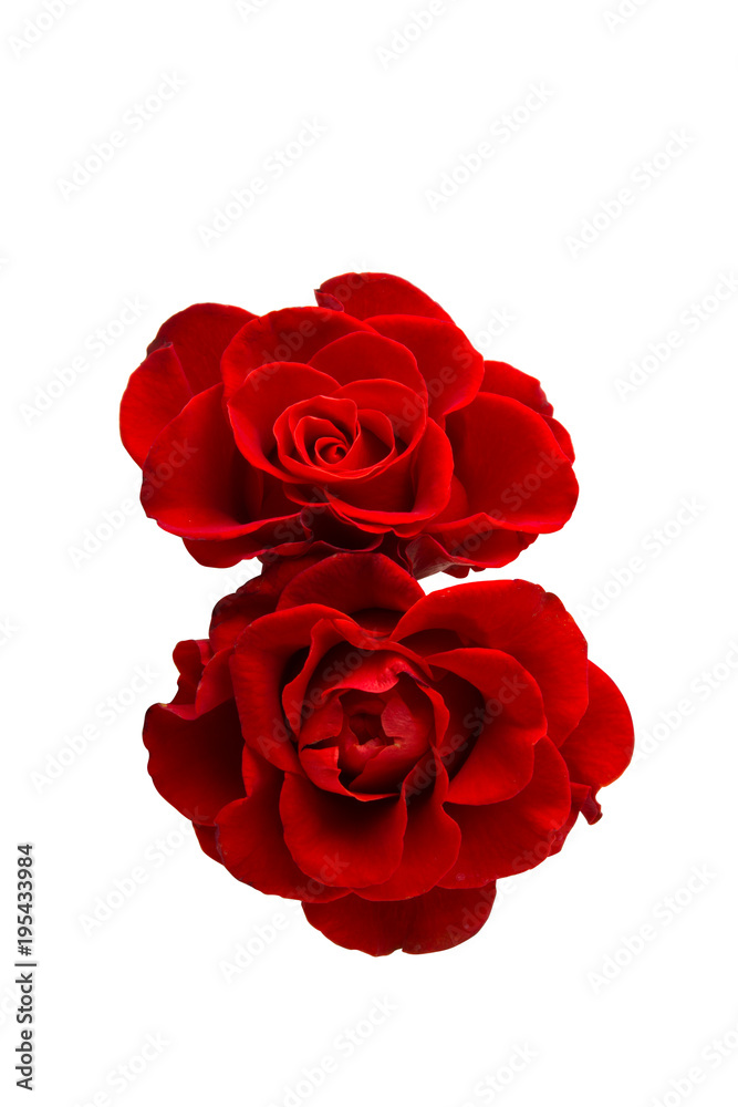 Naklejka premium red rose isolated