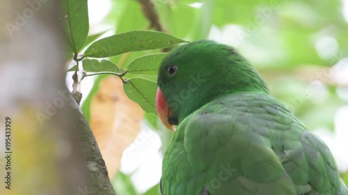 Colourful parrot sitting in tree branch and looking around, Singapore