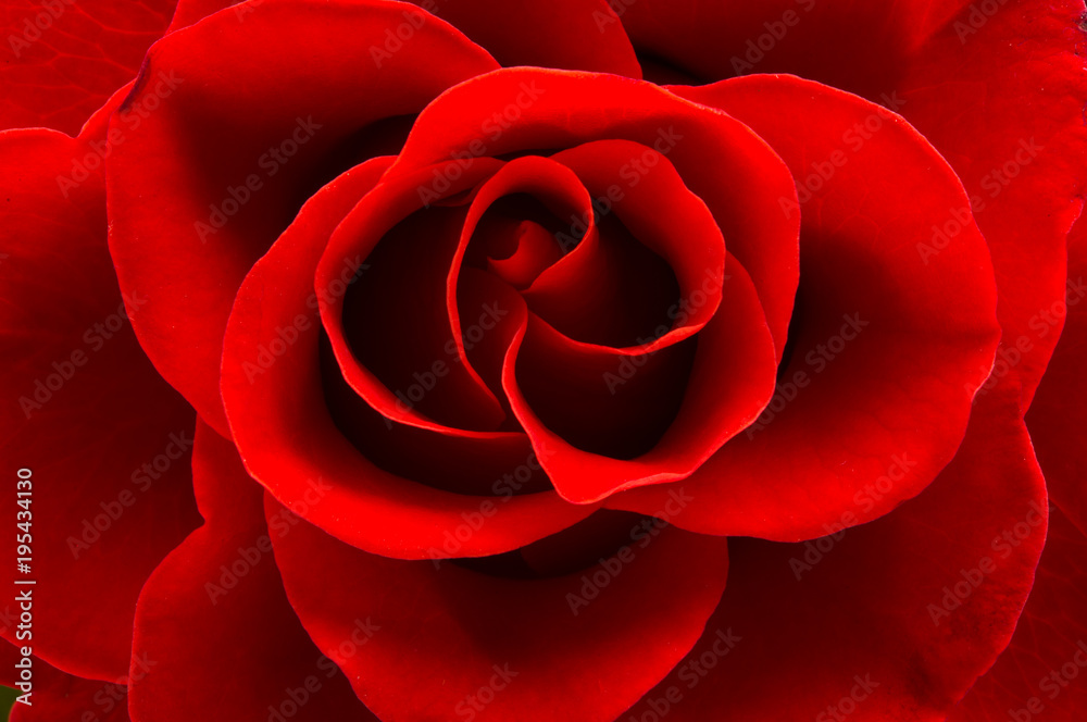 Naklejka premium red rose isolated