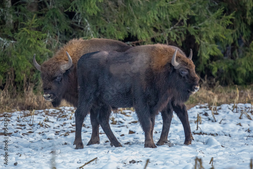 aurochs, bison, buffalo, animal	