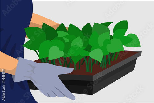 Hands in gloves hold pots with green leaves sprouts, spring seedlings