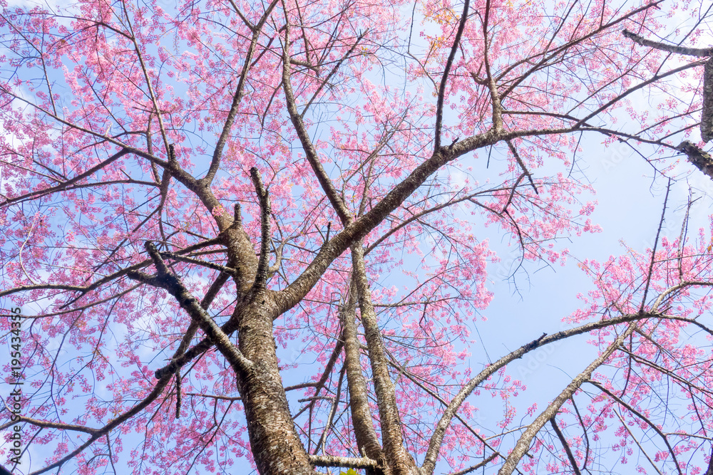 Beautiful cherry blossom flower with full bloom in Chiang Mai Thailand Beautiful cherry blossom flower with full bloom in Chiang Mai Thailand