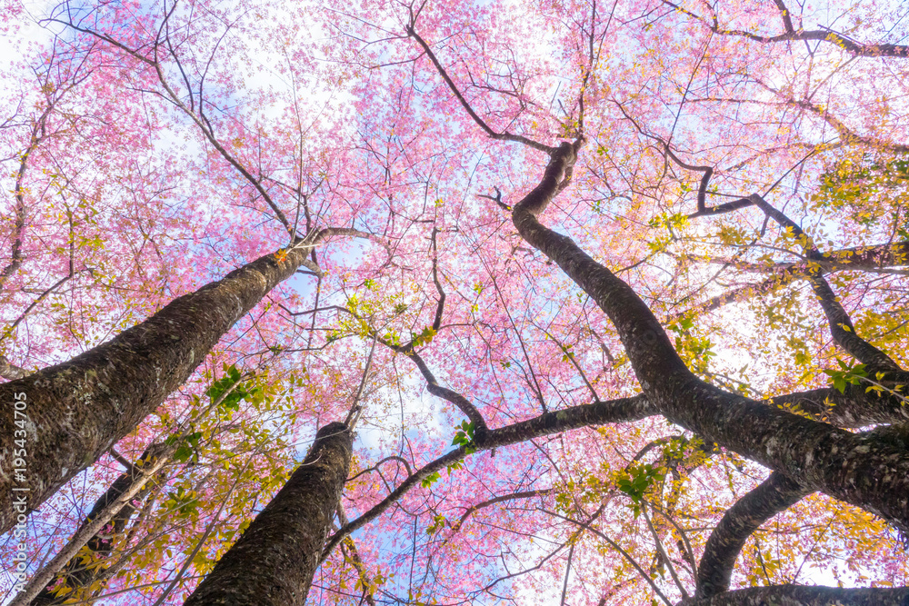 Beautiful cherry blossom flower with full bloom in Chiang Mai Thailand Beautiful cherry blossom flower with full bloom in Chiang Mai Thailand