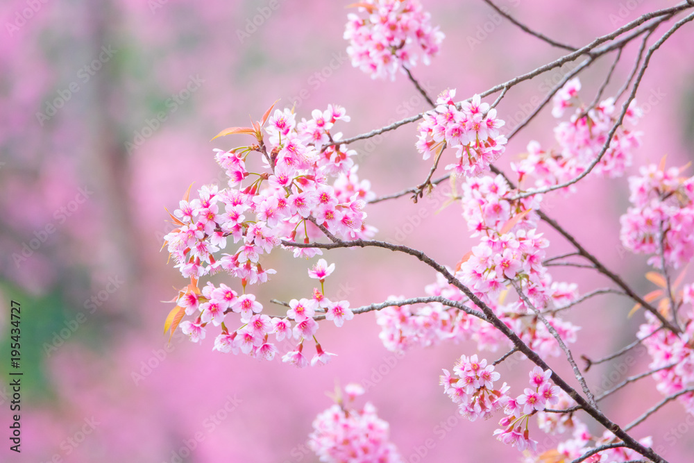 Beautiful cherry blossom flower with full bloom in Chiang Mai Thailand Beautiful cherry blossom flower with full bloom in Chiang Mai Thailand