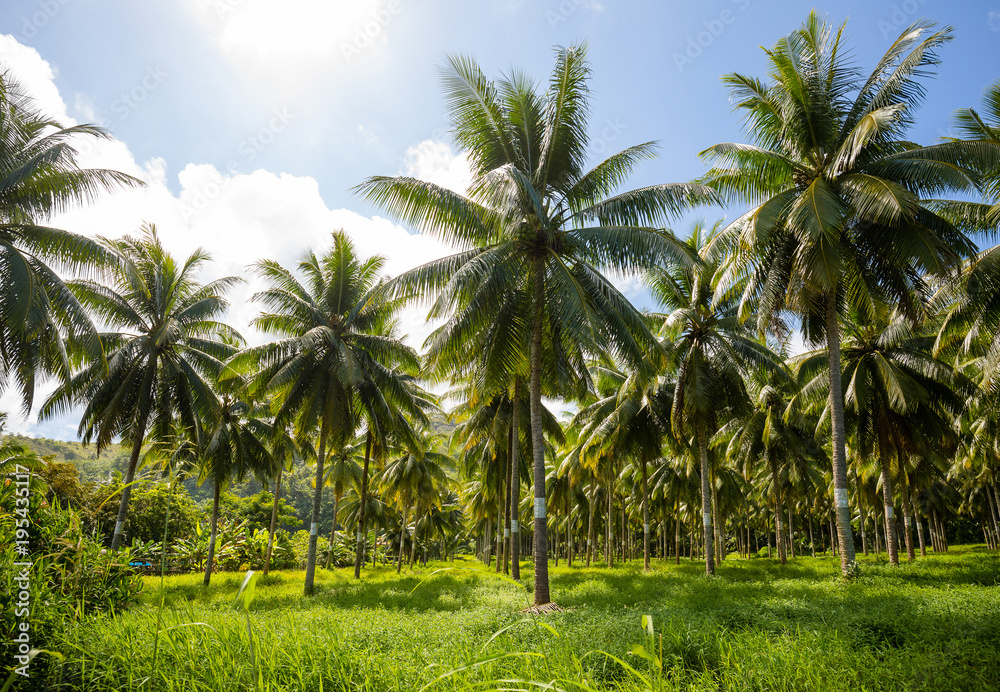 Coconut Field in Tahiti French Polynesia Coconut Field in Tahiti French Polynesia