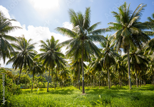 Coconut Field in Tahiti French Polynesia