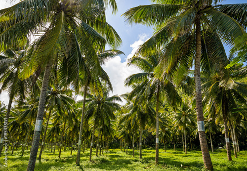 Coconut Field in Tahiti