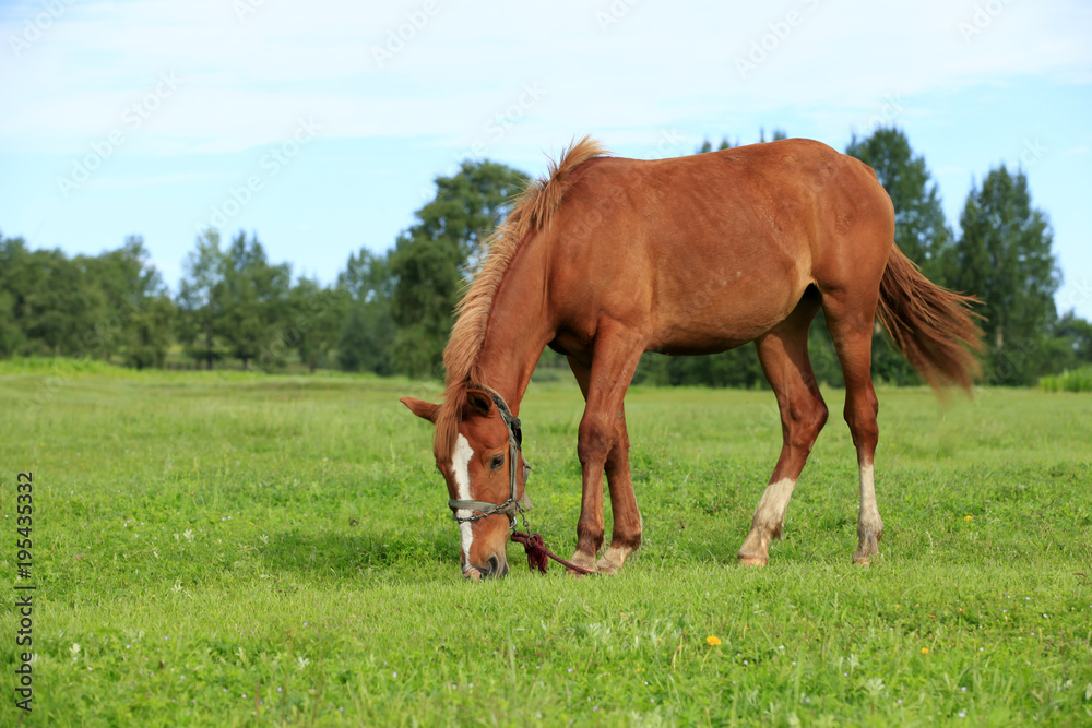 Obraz premium The horse in the grasslands