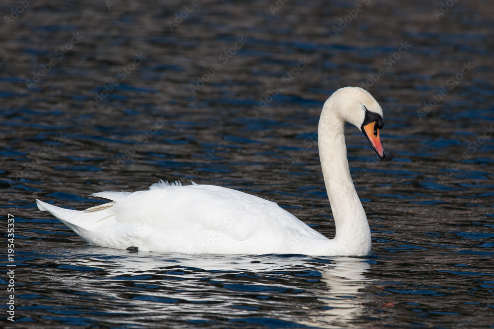 Fototapeta premium Schwan