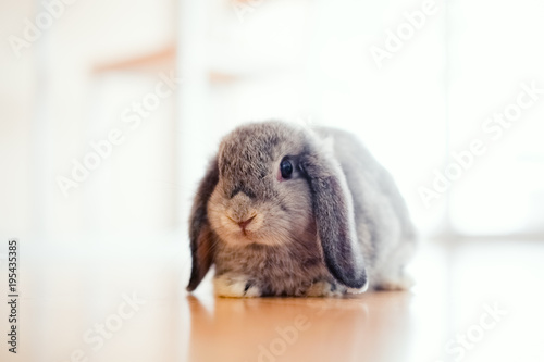 Billede på lærred cute Baby Holland lop rabbit