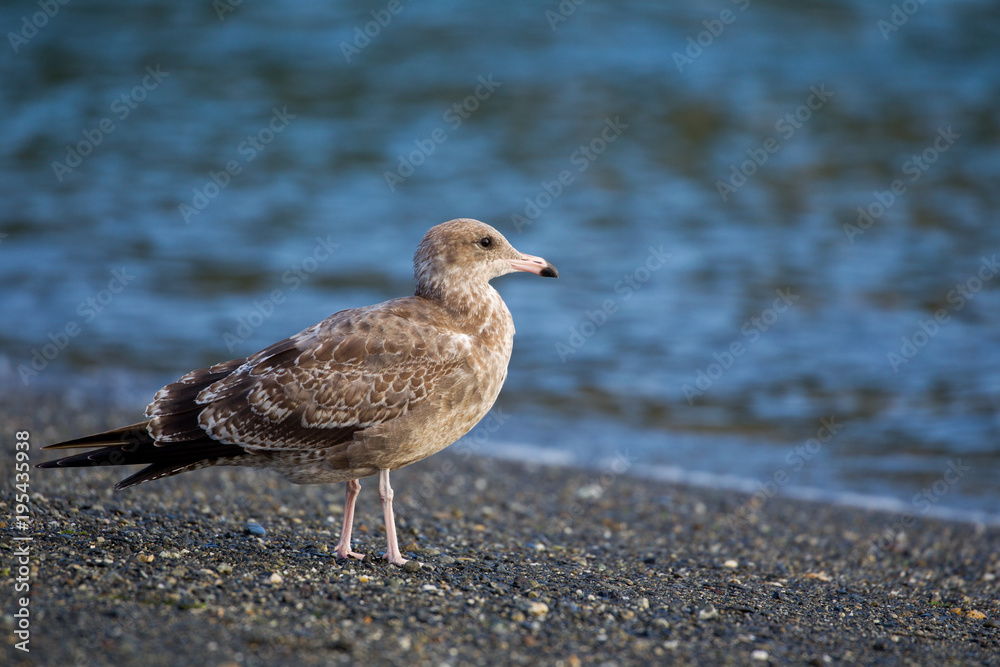 Junge Ringschnabelmöwe (Larus delawarensis) am Strand von Port Renfrew auf Vancouver Island, British Columbia, Kanada. Junge Ringschnabelmöwe (Larus delawarensis) am Strand von Port Renfrew auf Vancouver Island, British Columbia, Kanada.