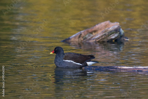 Cuadro en lienzo Teichhuhn