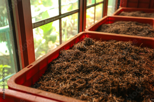 Detail of bulk ceylon tea (orange pekoe leaves being dried) in plastic boxes, with green scenery behind windows. Kadugannawa Tea Factory, Kandy, Sri Lanka photo