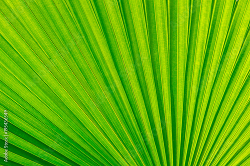 Green palm texture or background