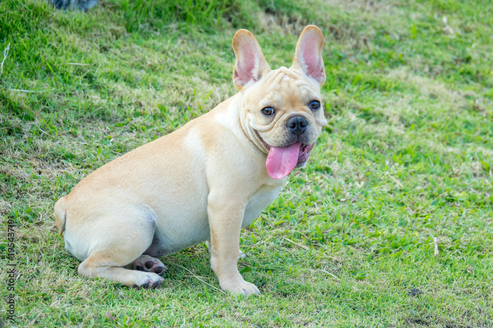 Cute French bulldog puppy in green yard