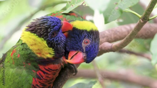 Two parrots sitting in tree branch and making love to each other