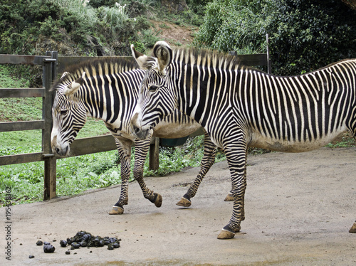 Zebras in park