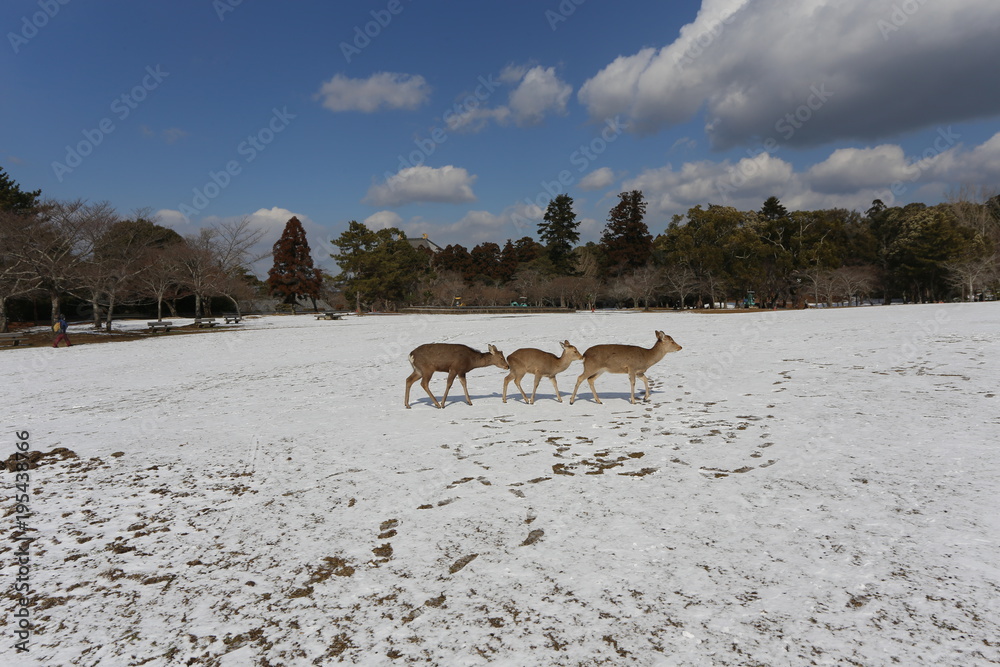 奈良公園の雪景色と鹿 奈良公園の雪景色と鹿