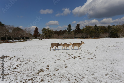 奈良公園の雪景色と鹿