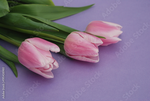 Three Pink Tulips bouquet, over Purple Background with copy space. Top view. flat Lay. Spring time. photo