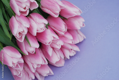 Pink Tulips bouquet, over Purple Background with copy space. Top view. flat Lay. Spring time. © Inga