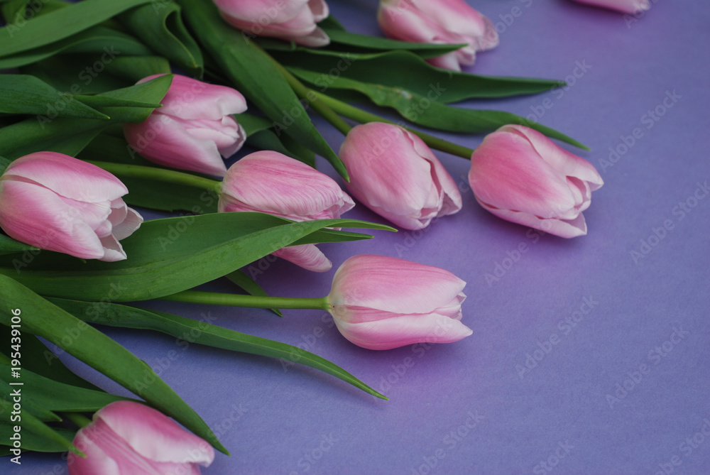 Pink Tulips bouquet, over Purple Background with copy space. Top view. flat Lay. Spring time.