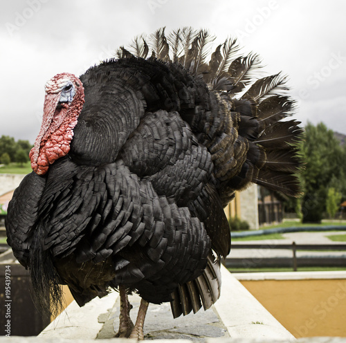Turkey with black feathers