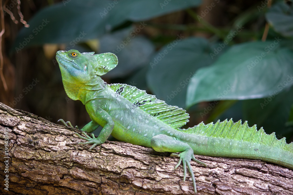 Obraz premium Green crested basilisk lizard - helmeted lizard