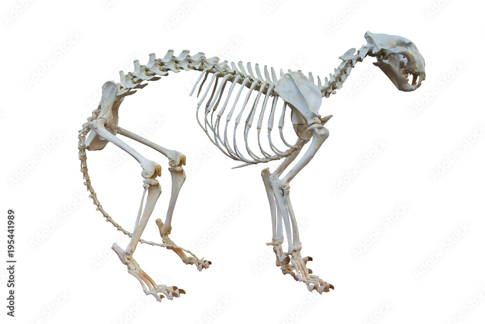 Fototapeta premium Tiger bones.