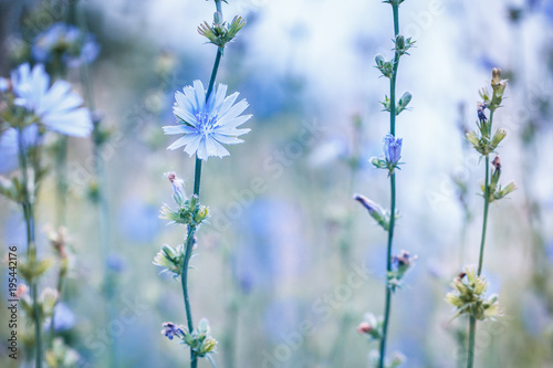 Summer blue meadow flowers. Nature view outdoor