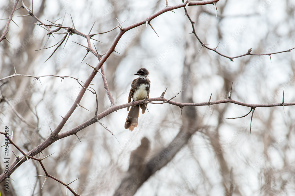 Fantails are small insectivorous birds of Southeast Asia Fantails are small insectivorous birds of Southeast Asia