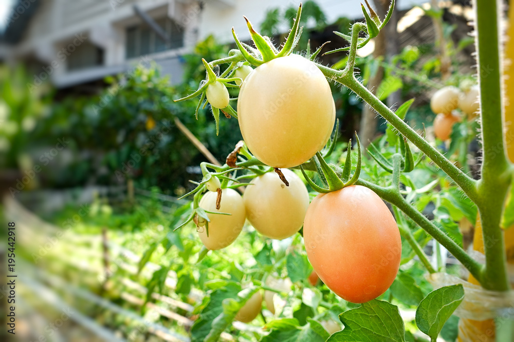 raw fresh tomato at garden.