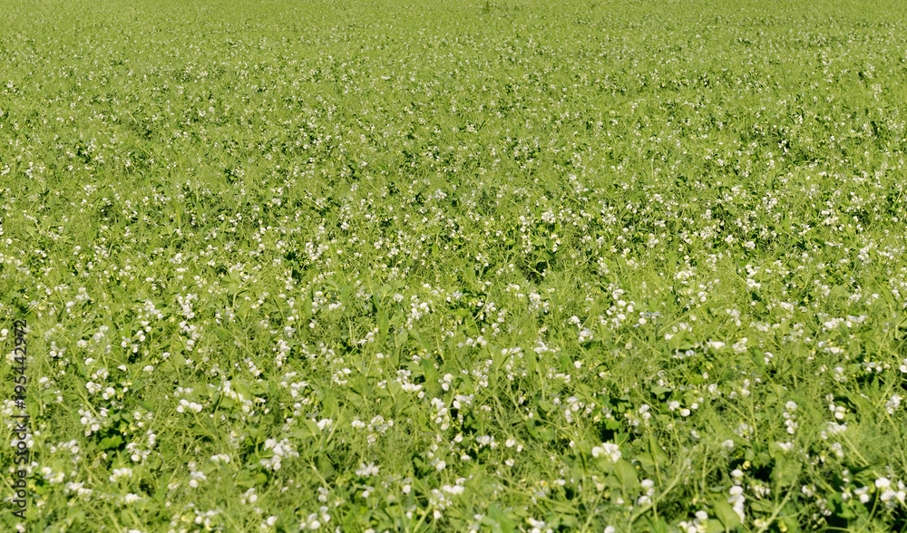 field of peas in flower field of peas in flower