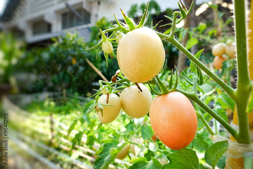 raw fresh tomato at garden.