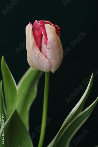 Beautiful Pink and Yellow Blooming Parrot Tulip Head against a Black background. Close Up Parrot Tulip flower. photo