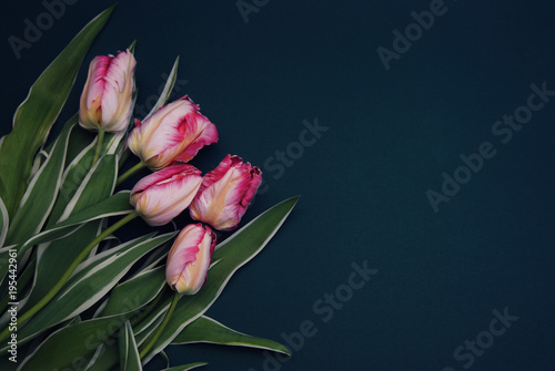 Pink Spring Parrot Tulip Flower Boquet Isoalted on Dark Background with Copy Paste. Fresh Beautiful Flowers for Gift. photo