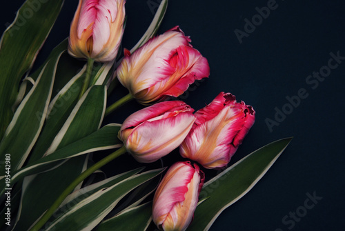 Pink Spring Parrot Tulip Flower Boquet Isoalted on Dark Background with Copy Paste. Fresh Beautiful Flowers for Gift. photo