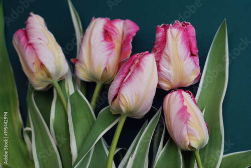 Pink Spring Parrot Tulip Flower Boquet Isoalted on Dark Background with Copy Paste. Fresh Beautiful Flowers for Gift. photo