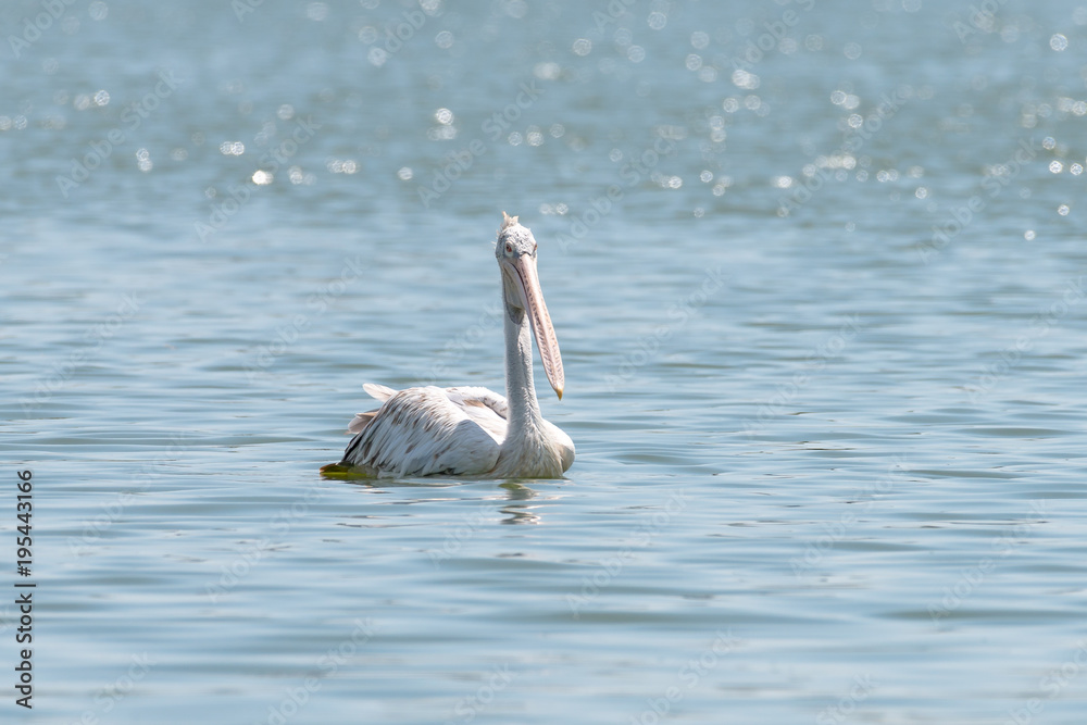 spot billed pelican or grey pelican in Thailand spot billed pelican or grey pelican in Thailand