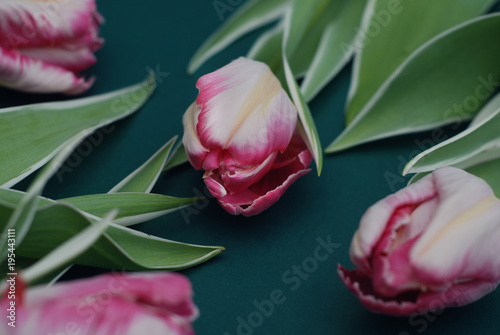 Pink Spring Parrot Tulip Flower Boquet Isoalted on Dark Background with Copy Paste. Fresh Beautiful Flowers for Gift. photo