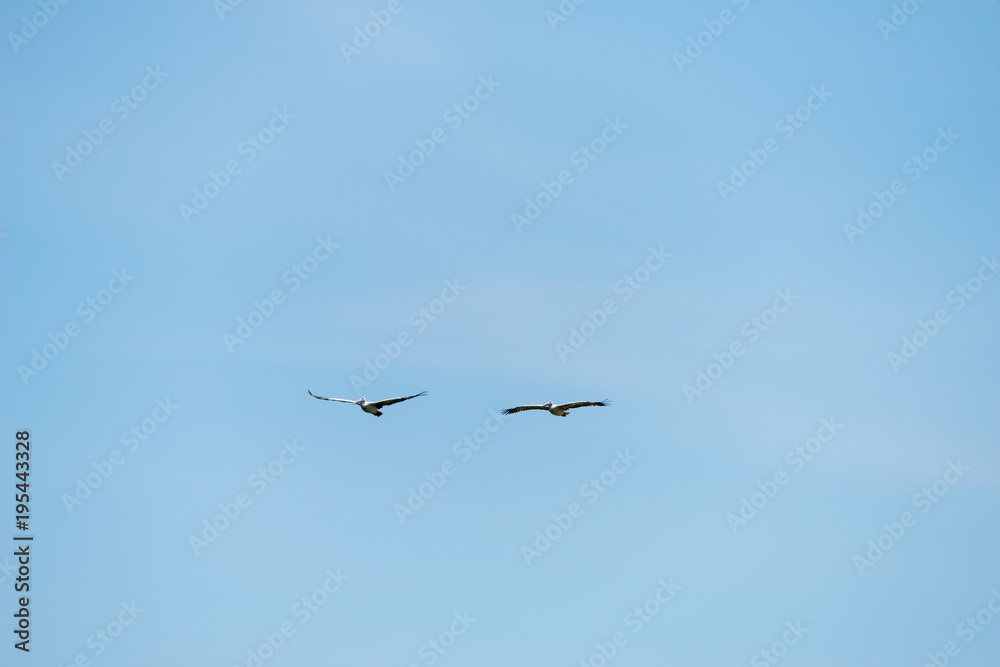 Flying spot billed pelican or grey pelican in Thailand